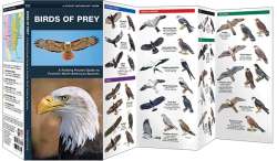 Birds of Prey - A Pocket Naturalist Guide