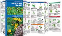 Medicinal Plants