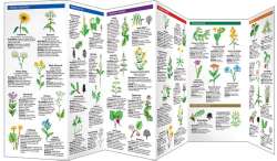 Medicinal Plants