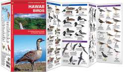 Hawaii Birds - A Pocket Naturalist Guide