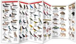 Field Guide to Banff National Park