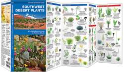 Southwestern Desert Plants
