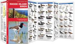 Rhode Island Birds - A Pocket Naturalist Guide
