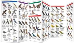Rhode Island Birds - A Pocket Naturalist Guide