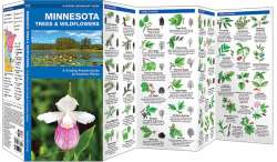 Minnesota Trees & Wildflowers - A Pocket Naturalist Guide