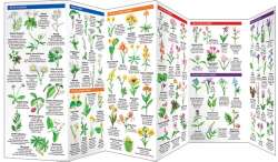 Virginia Trees & Wildflowers - A Pocket Naturalist Guide