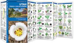 Utah Trees & Wildflowers