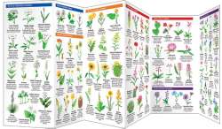 Utah Trees & Wildflowers - A Pocket Naturalist Guide
