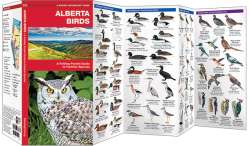 Alberta Birds