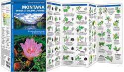 Montana Trees & Wildflowers - A Pocket Naturalist Guide