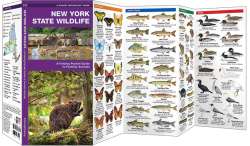 New York State Wildlife