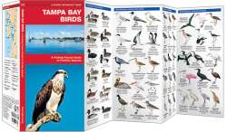 Tampa Bay Birds