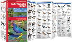 Everglades Birds