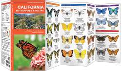 California Butterflies & Moths
