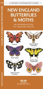 New England Butterflies & Moths - Pocket Guide