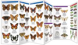 Pacific Northwest Butterflies & Moths