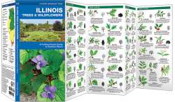 Illinois Trees & Wildflowers