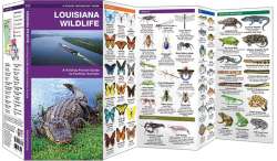 Louisiana Wildlife