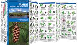 Maine Trees & Wildflowers