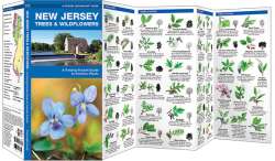 New Jersey Trees & Wildflowers