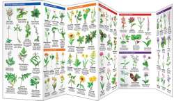 Ohio Trees & Wildflowers - A Pocket Naturalist Guide