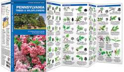 Pennsylvania Trees & Wildflowers