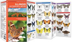 Illinois Butterflies & Moths - A Pocket Naturalist Guide