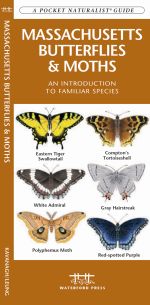 Massachusetts Butterflies & Moths - Pocket Guide