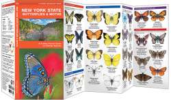 New York State Butterflies & Moths - A Pocket Naturalist Guide