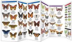 New York State Butterflies & Moths