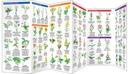 Indiana Trees & Wildflowers
