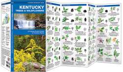 Kentucky Trees & Wildflowers - A Pocket Naturalist Guide