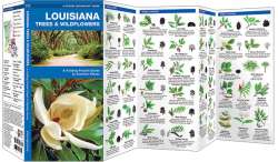 Louisiana Trees & Wildflowers
