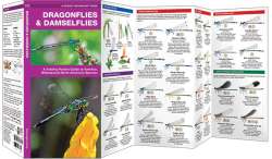 Dragonflies & Damselflies