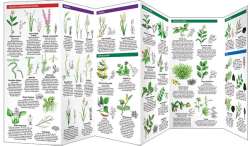 Invasive Weeds of North America