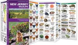 New Jersey Wildlife