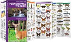 Pennsylvania Wildlife