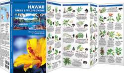 Hawaii Trees & Wildflowers