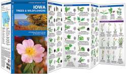 Iowa Trees & Wildflowers
