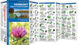 Vermont Trees & Wildflowers