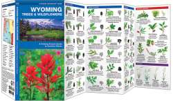 Wyoming Trees & Wildflowers