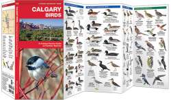 Calgary Birds