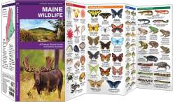 Maine Wildlife