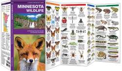 Minnesota Wildlife