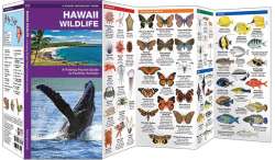 Hawaii Wildlife