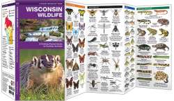 Wisconsin Wildlife