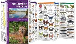 Delaware Wildlife