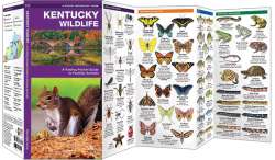 Kentucky Wildlife