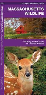 Massachusetts Wildlife - Pocket Guide
