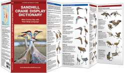 Sandhill Crane Display Dictionary